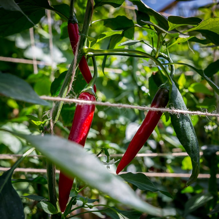Chili frugter i et drivhus