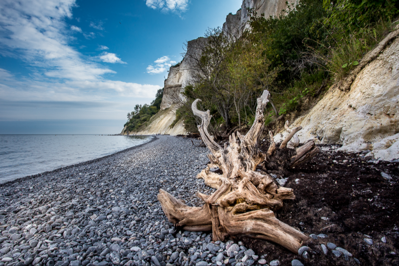 Møns klint set fra stranden med en stor trærod i forgrunden en smuk sommerdag