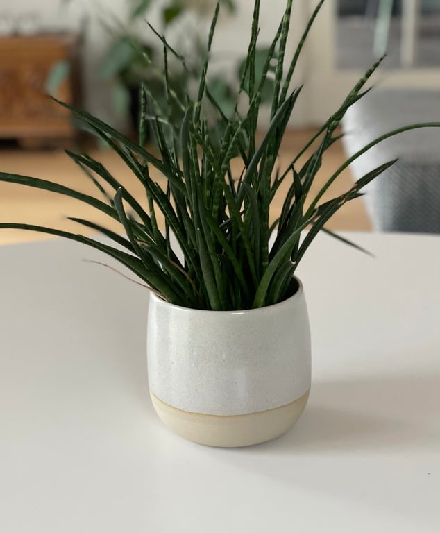Urtepotte, cremebeige - 12 cm x ø13 cm
