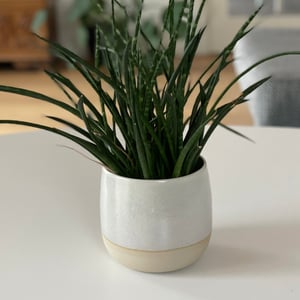 Urtepotte, cremebeige - 12 cm x ø13 cm – produktbillede