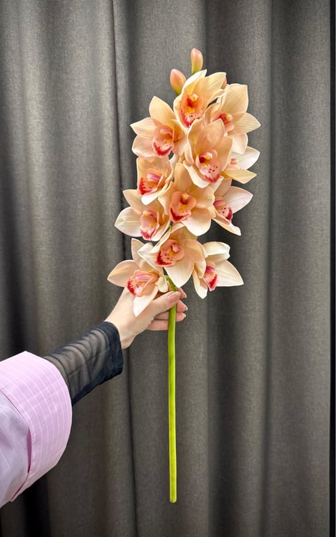 Cymbidium  billede 3