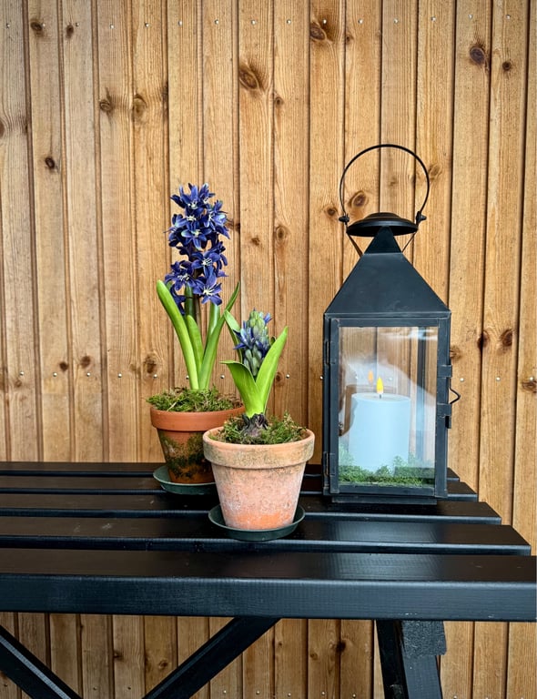 Hyacint blå billede 4