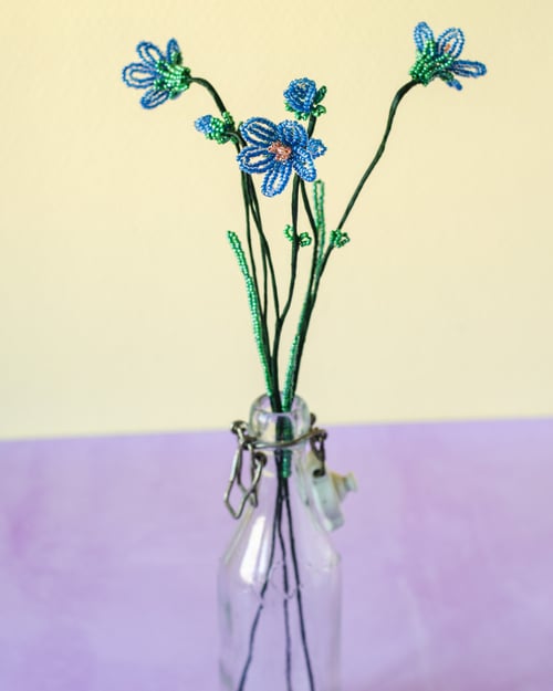 Blå perleblomst (6)