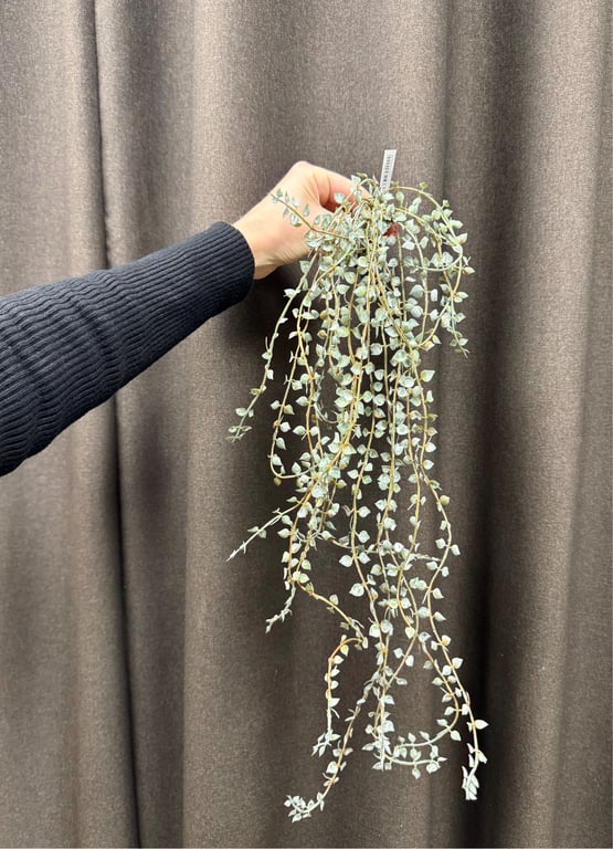 Hænge ranke billede 4