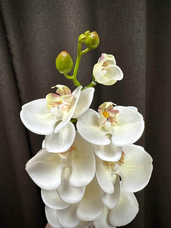 Orkidé stilk hvid  billede 3