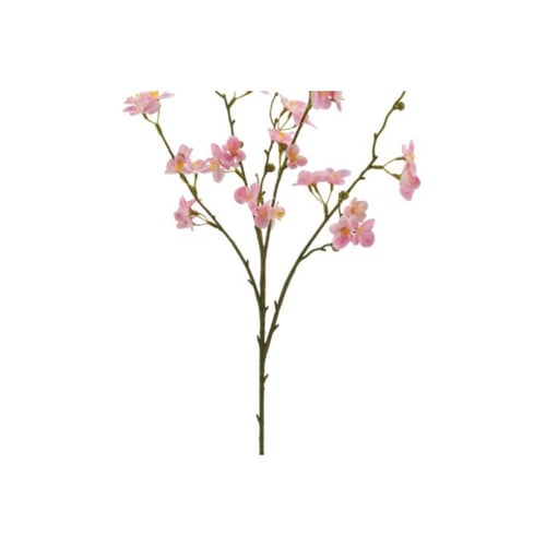 Kvædegren rosa 73 cm