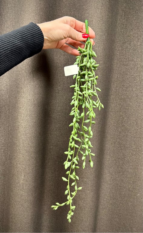 Grøn hænge ranke  billede 5