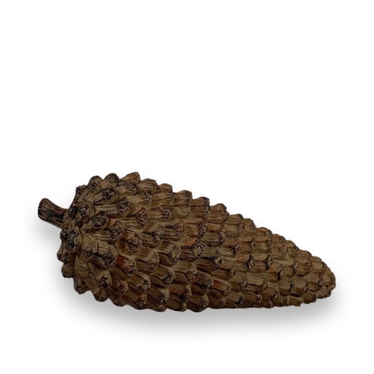 Kegle fra et stedsegrønt nåletræ med tæt sidestillede skæl.