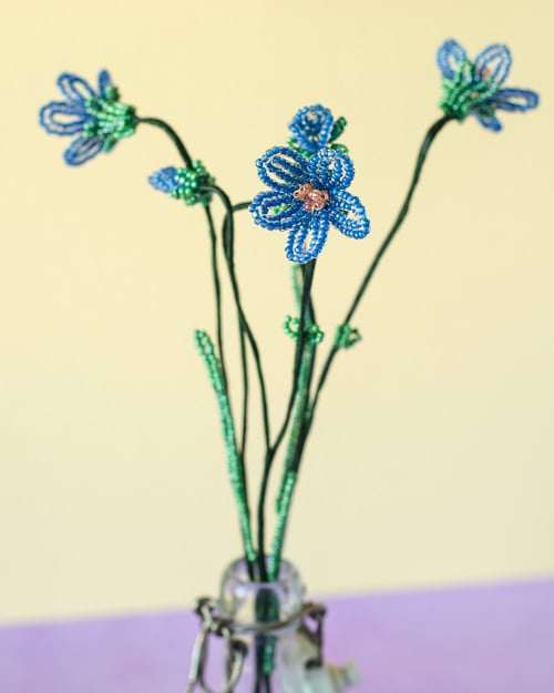 Blå perleblomst