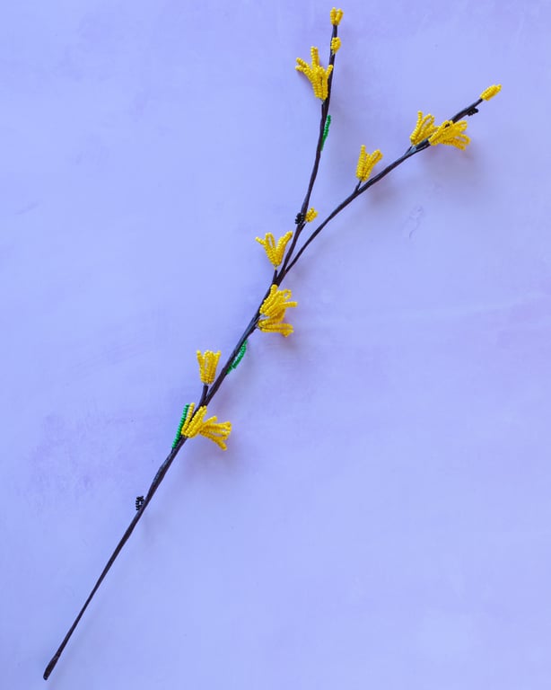 Forsythia