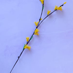 Forsythia – produktbillede