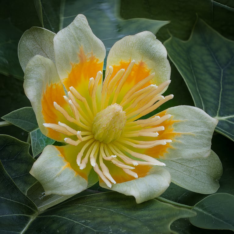 Foto af en smuk blomst fra Tulipan træet