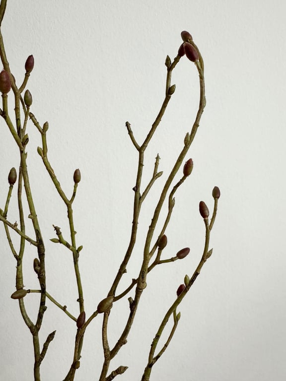 Gren med knob 60 cm  billede 2