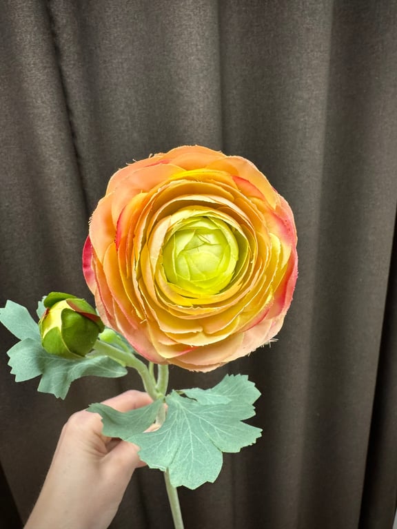 Ranunkel peach  billede 2