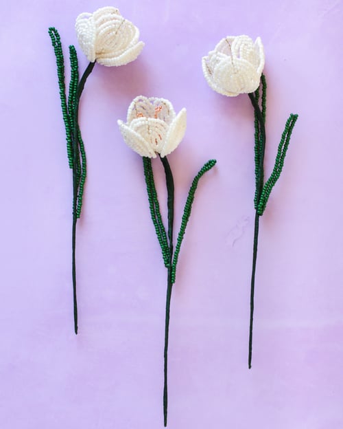 Hvid Krokus (3)
