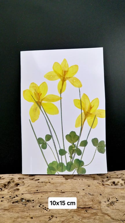 Krokus kort.