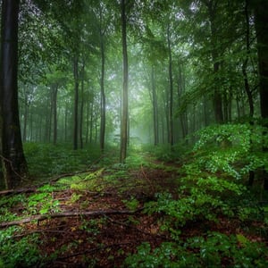 En tåget sommermorgen i Klinteskoven på Møn – produktbillede