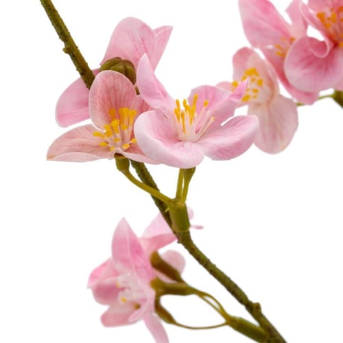 Kvædegren rosa 73 cm (2)