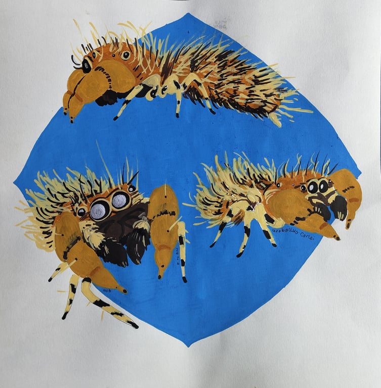 N2(25x25) - 5