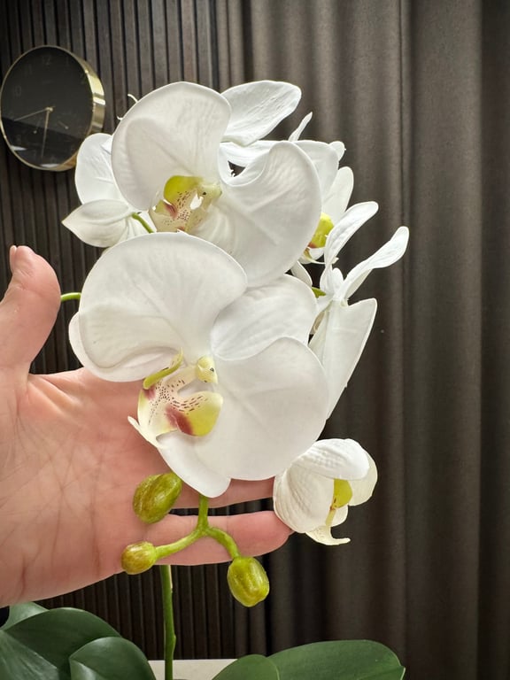 Orkidé hvid stor  billede 3