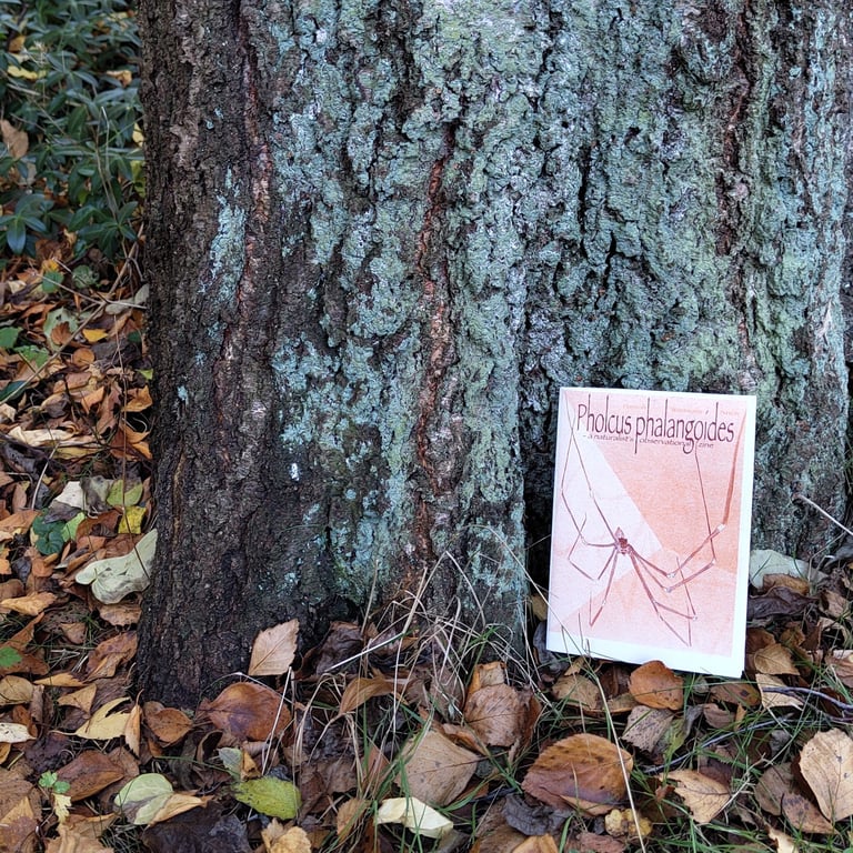 Pholcus Phalangoides (zine)