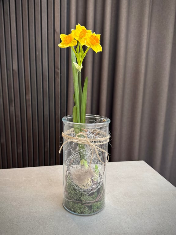 Narcisse i glas gul stor