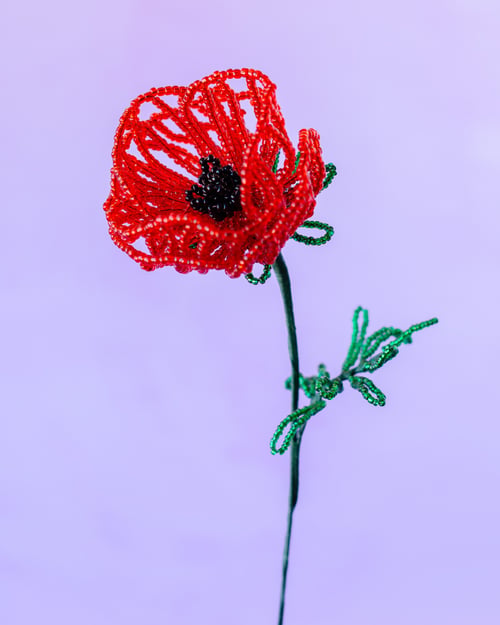Rød valmue perleblomst (2)
