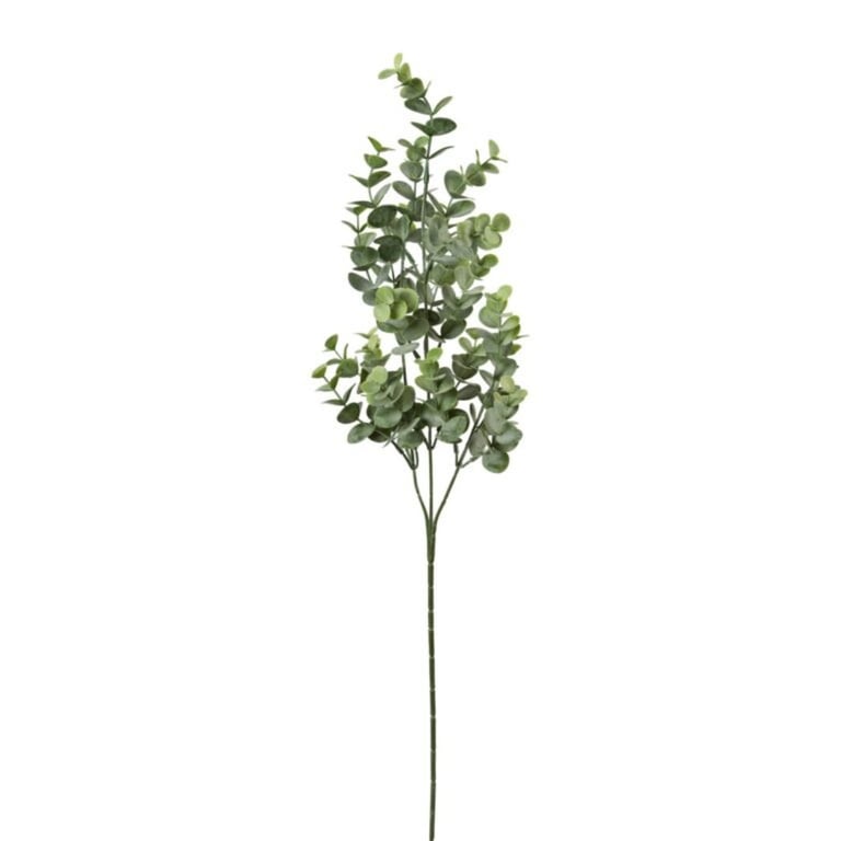 Gren med grønne eucalyptusblade mod hvid baggrund.