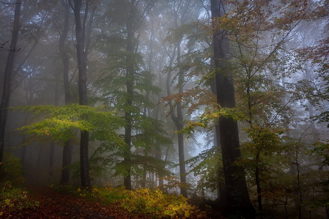 En tåget dag i Klinteskoven på Møn