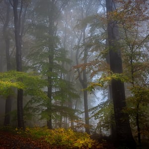 En tåget dag i Klinteskoven på Møn – produktbillede