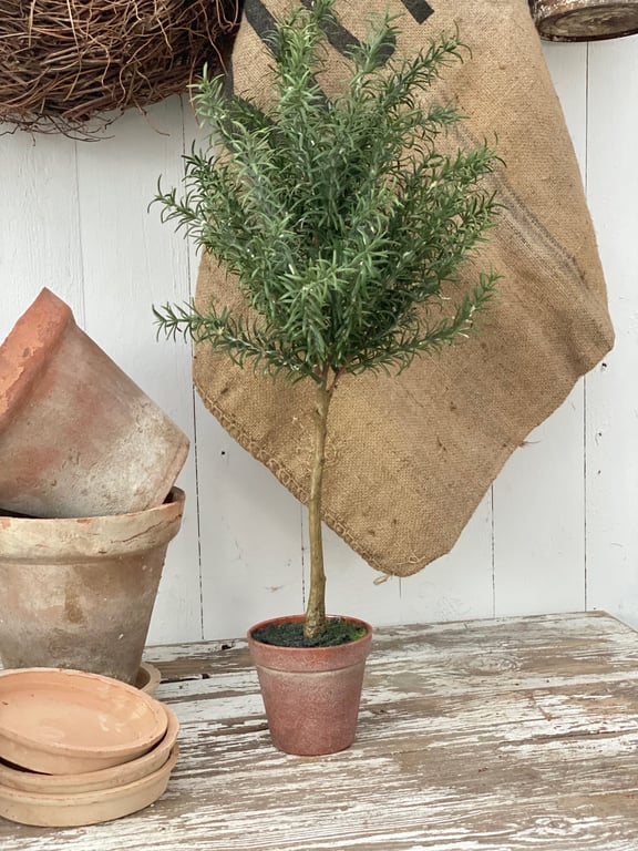 Rosmarin opstammet. billede 5