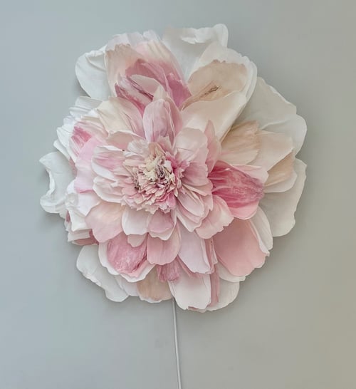 Stor blomst med mange lag af lyserøde og hvide kronblade på grå baggrund. (1)