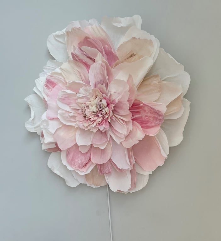 Stor blomst med mange lag af lyserøde og hvide kronblade på grå baggrund.