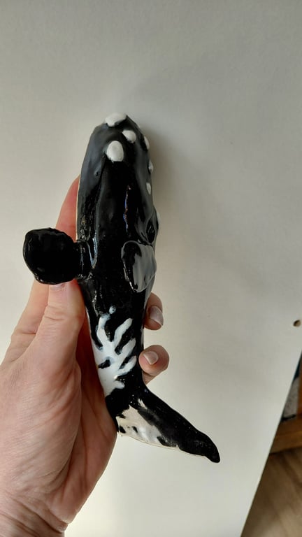 rethval, southern right whale billede 7