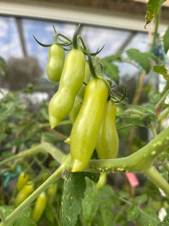 Grønne, aflange umodne tomater hænger på en plante med grønne blade i et drivhus.