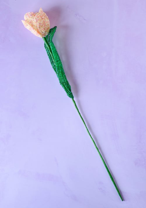 Tulipan (3)