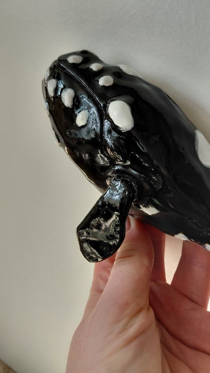 rethval, southern right whale billede 3