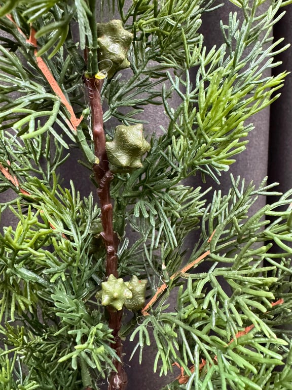 Thuja med kogler  billede 2