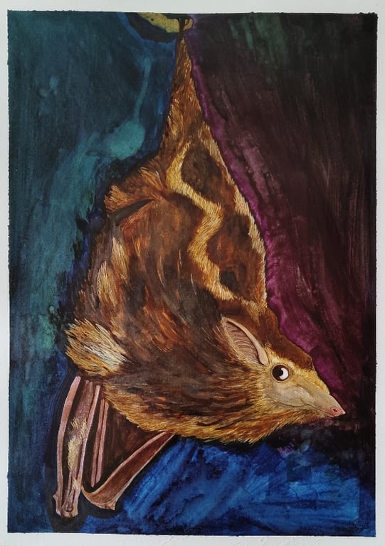 Rhynchonycteris Naso/Proboscis Bat, A3