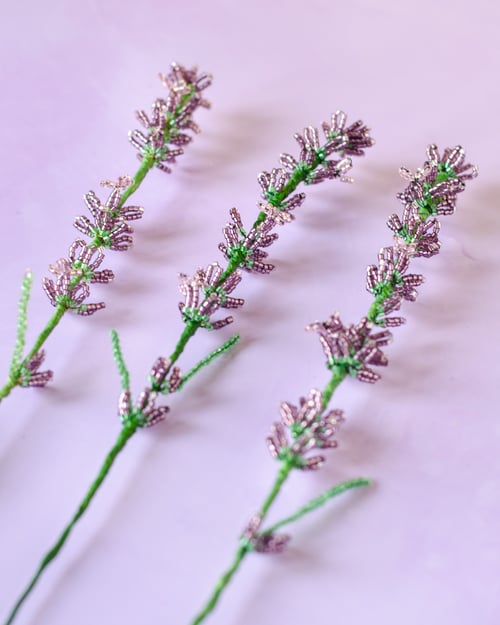 Lavendel perleblomst (2)