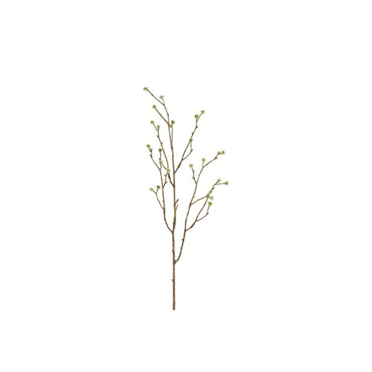 Gren med små grønne knopper på en hvid baggrund.
