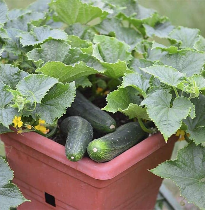 Billede af agurkeplanter med grønne agurker og blade, der vokser i en rød plastikbeholder.
