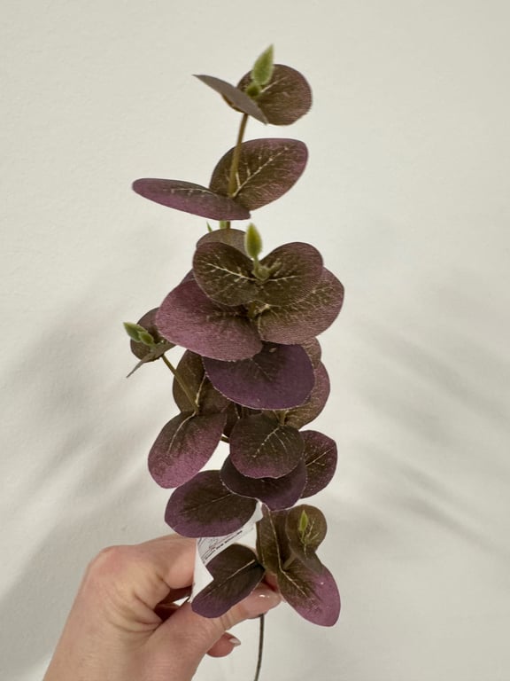 Eucalyptus rød billede 2