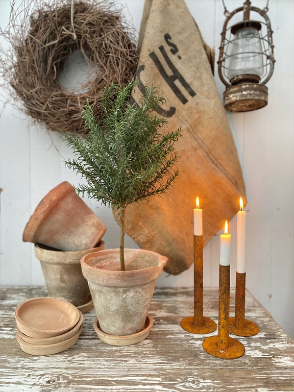 Rosmarin opstammet. billede 2