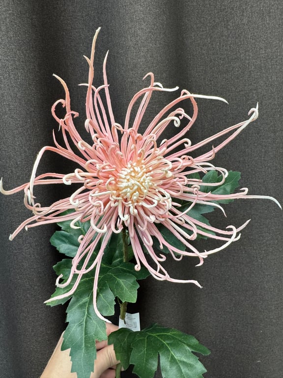 Spider chrysanthemum  billede 2