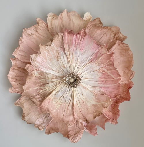 Vægblomst stor  (2)