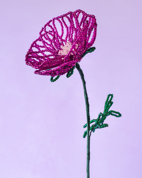 Mørk pink valmue (4)