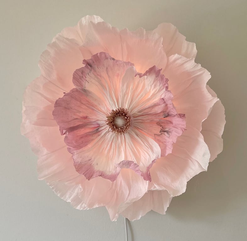 Stor, sart lyserød blomst med bølgede kronblade og lilla toner, placeret mod en neutral væg.