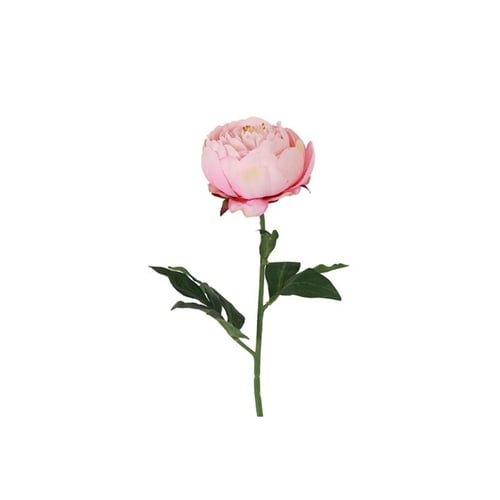 En enkelt, lyserød peonblomst med grøn stilk og blade mod hvid baggrund. (1)