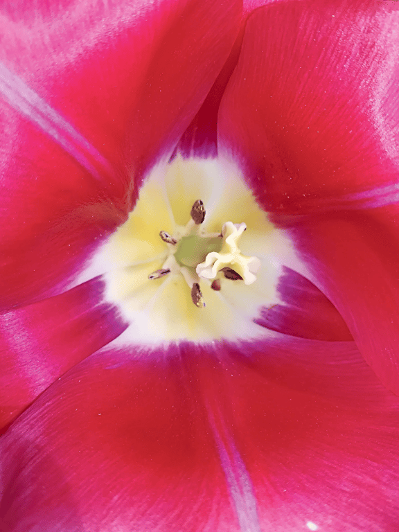 Tulipan i Nordsjælland